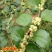 大青枣果苗树苹果枣苗嫁接牛奶枣苗南方种植台湾大青枣苗树苗