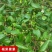 大青枣果苗树苹果枣苗嫁接牛奶枣苗南方种植台湾大青枣苗树苗