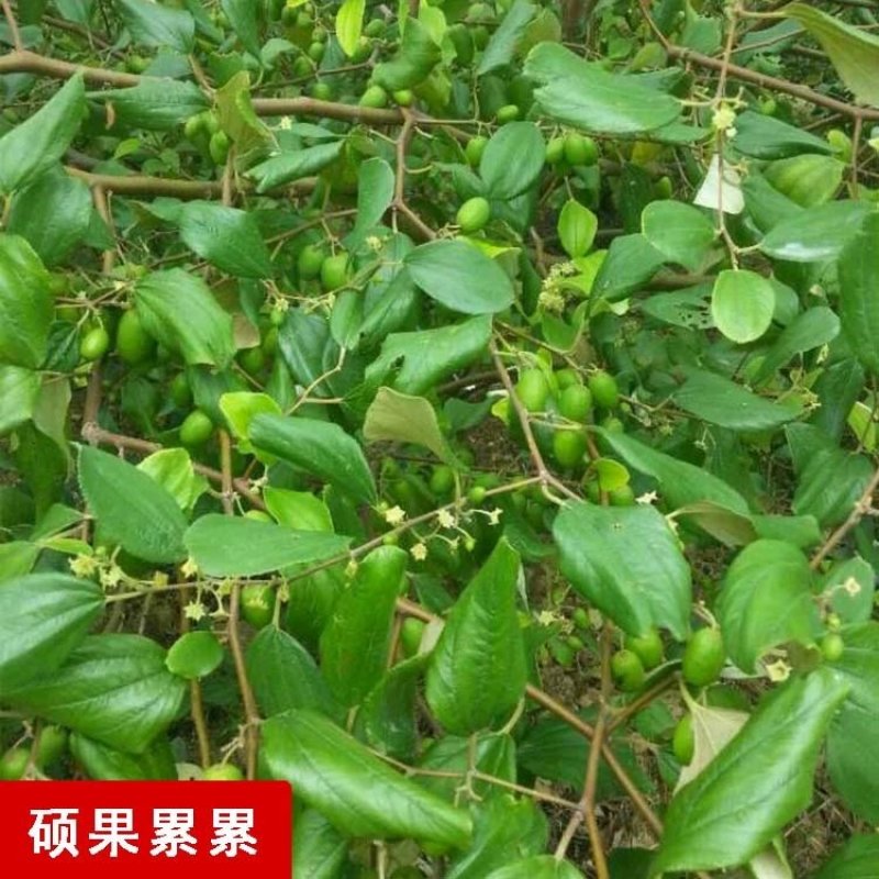 大青枣果苗树苹果枣苗嫁接牛奶枣苗南方种植台湾大青枣苗树苗