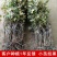 大青枣果苗树苹果枣苗嫁接牛奶枣苗南方种植台湾大青枣苗树苗