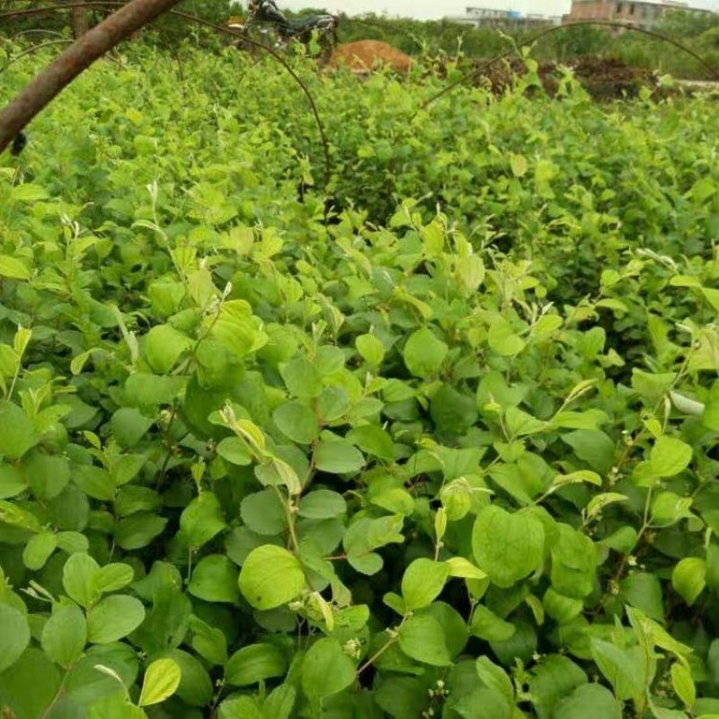 大青枣果苗树苹果枣苗嫁接牛奶枣苗南方种植台湾大青枣苗树苗