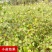 大青枣果苗树苹果枣苗嫁接牛奶枣苗南方种植台湾大青枣苗树苗