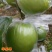 大青枣果苗树苹果枣苗嫁接牛奶枣苗南方种植台湾大青枣苗树苗