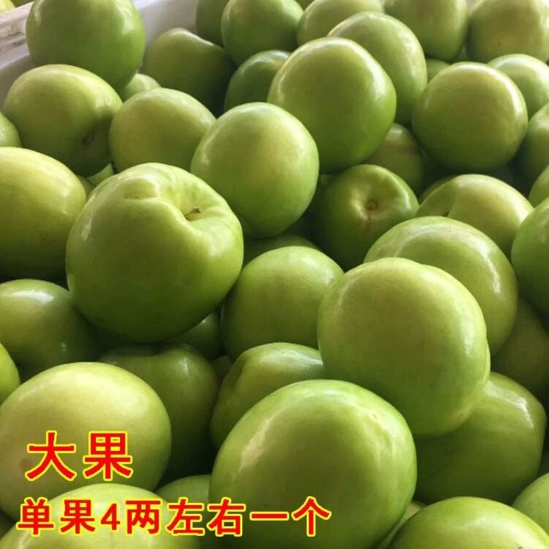 大青枣果苗树苹果枣苗嫁接牛奶枣苗南方种植台湾大青枣苗树苗