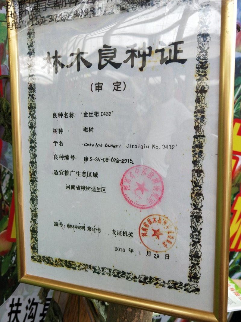 楸树-金丝楸树-速生楸树6公分7公分8公分9公分