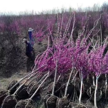 紫荆独杆紫荆基地直发现挖现卖带护心土发货质量保证