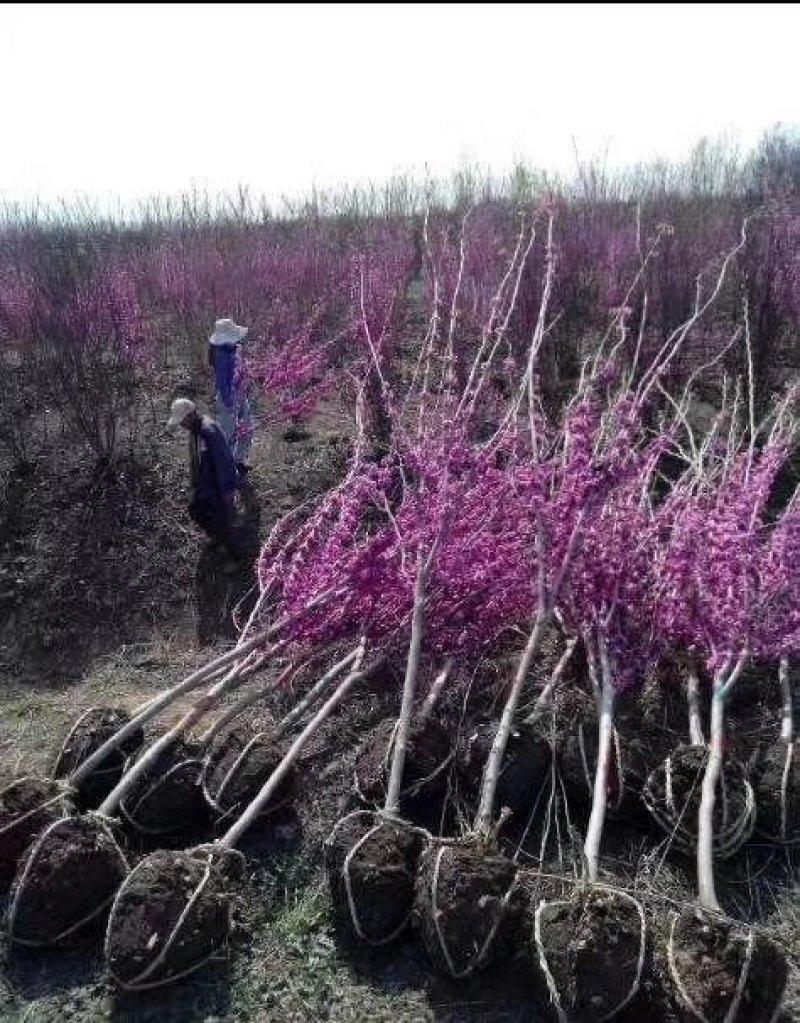 紫荆独杆紫荆基地直发现挖现卖带护心土发货质量保证