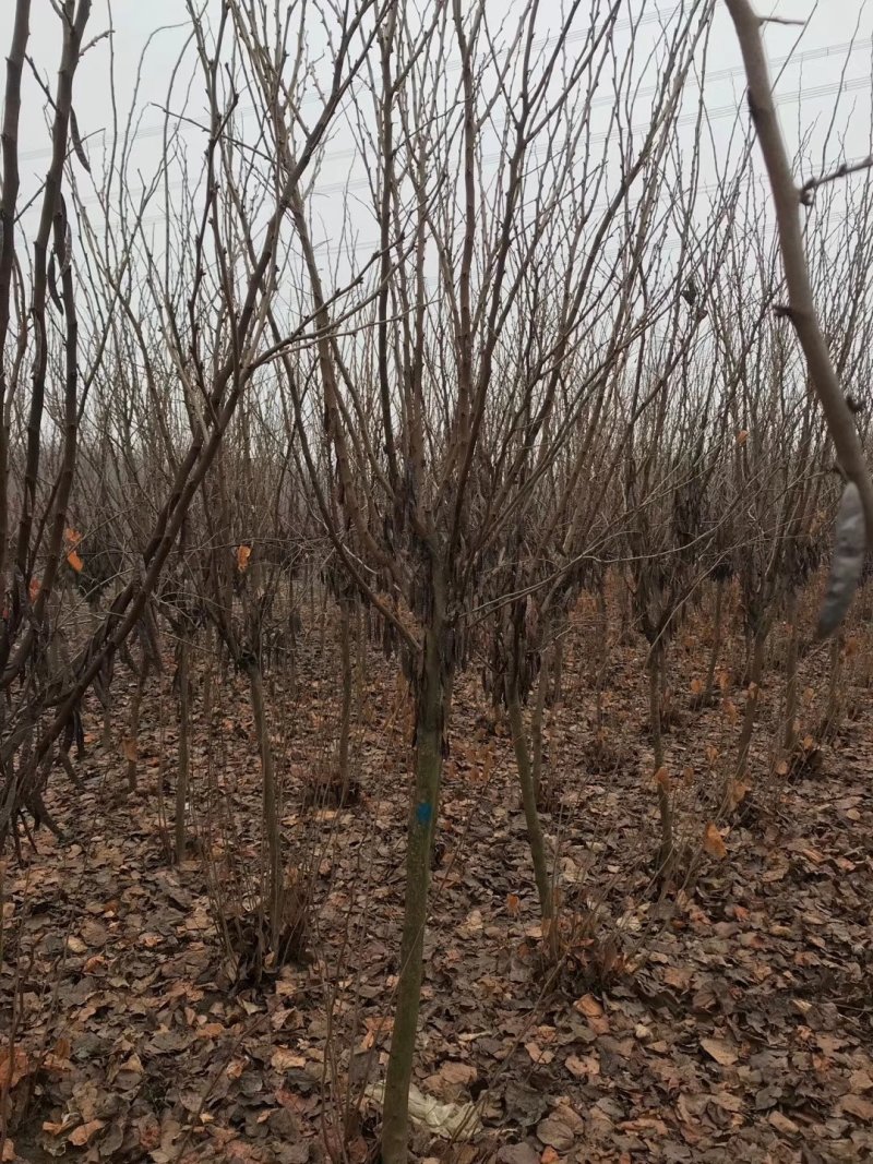 紫荆独杆紫荆基地直发现挖现卖带护心土发货质量保证