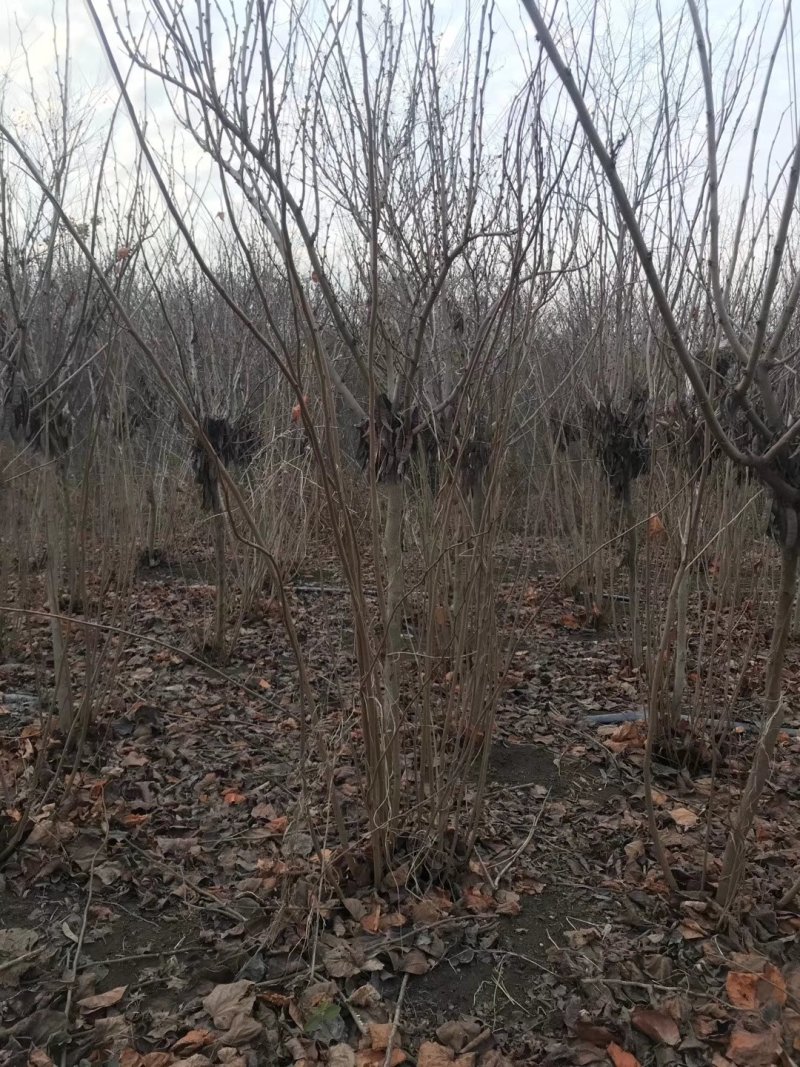 紫荆独杆紫荆基地直发现挖现卖带护心土发货质量保证