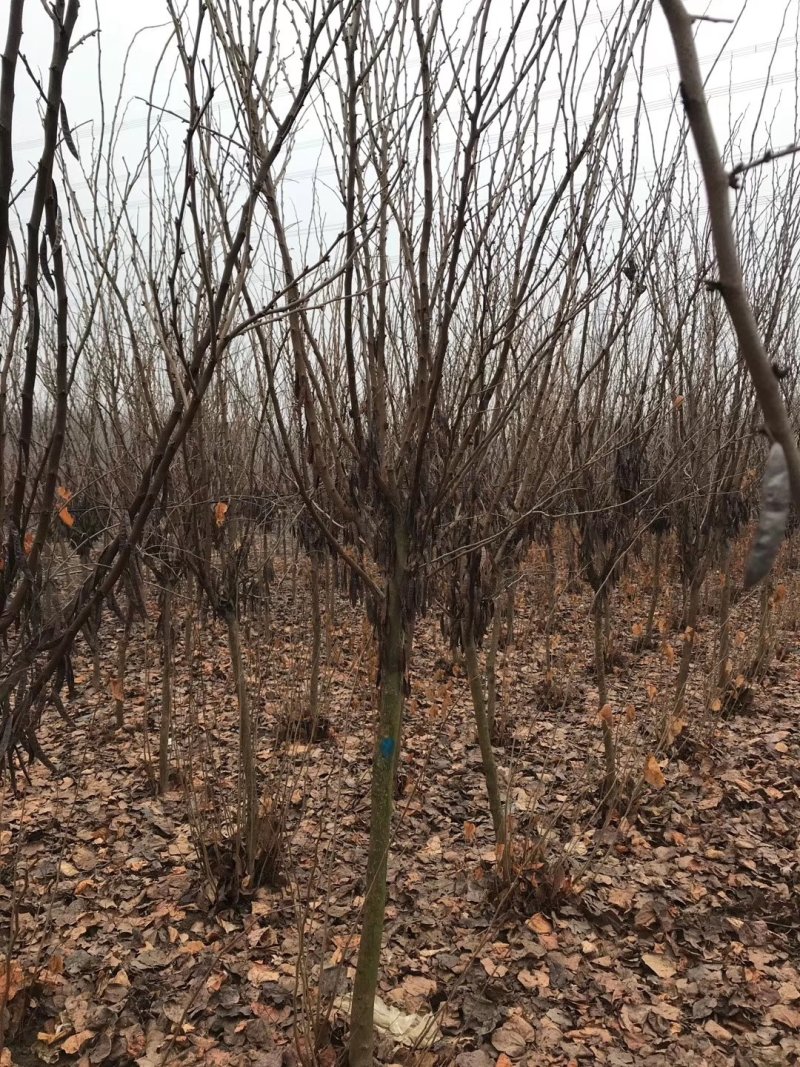 紫荆独杆紫荆基地直发现挖现卖带护心土发货质量保证