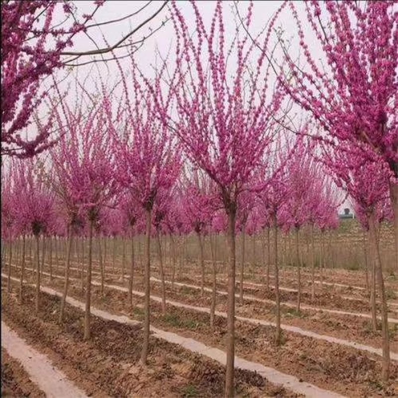 紫荆独杆紫荆基地直发现挖现卖带护心土发货质量保证