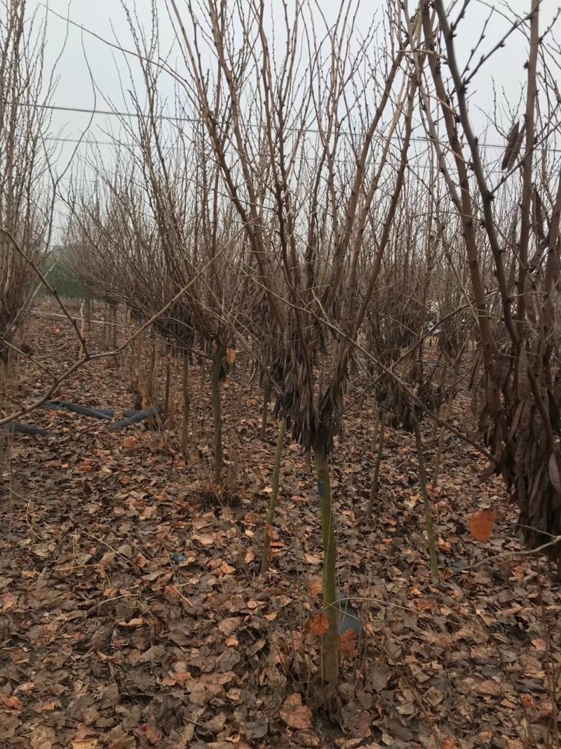 紫荆独杆紫荆基地直发现挖现卖带护心土发货质量保证