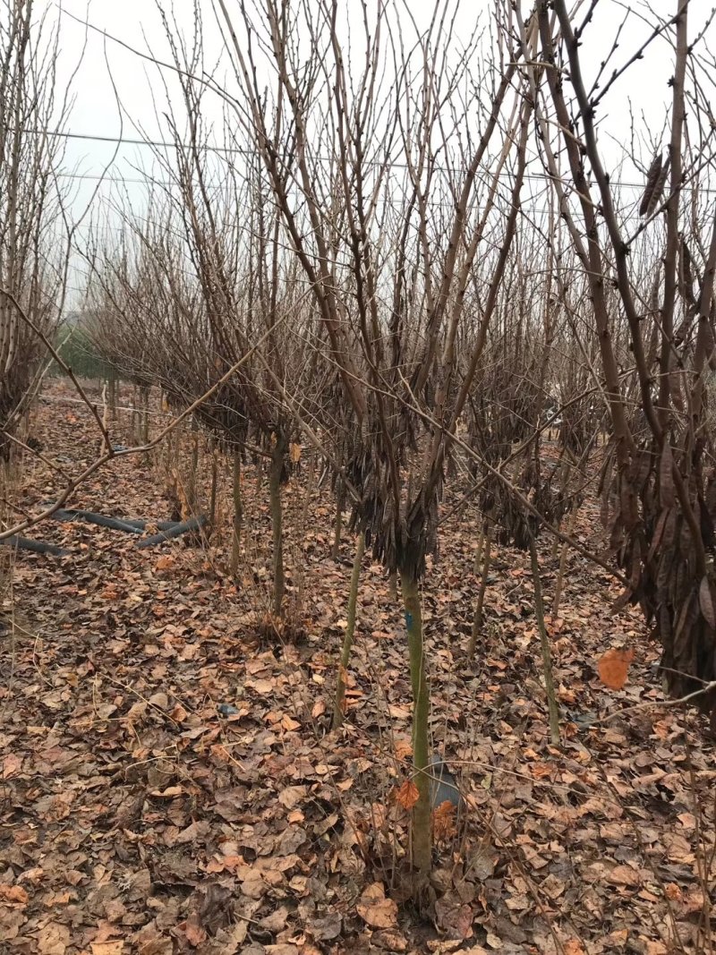 紫荆独杆紫荆基地直发现挖现卖带护心土发货质量保证