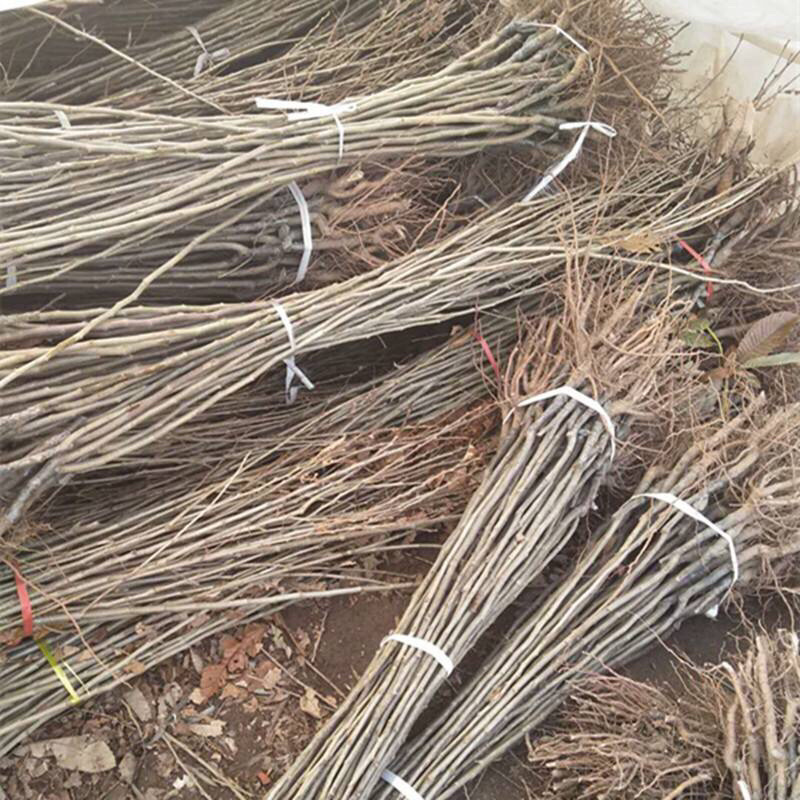 板栗苗基地直供货源充足量大从优