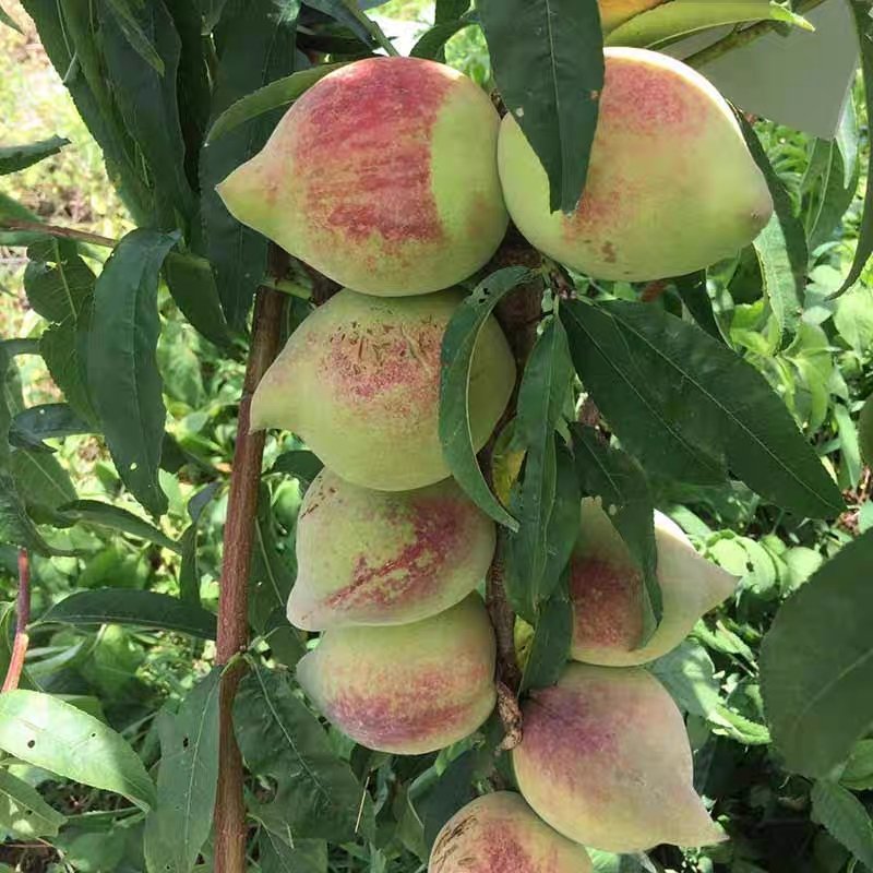 嫁接桃树苗南方北方种植特大水蜜桃庭院盆栽地栽桃子冬桃当