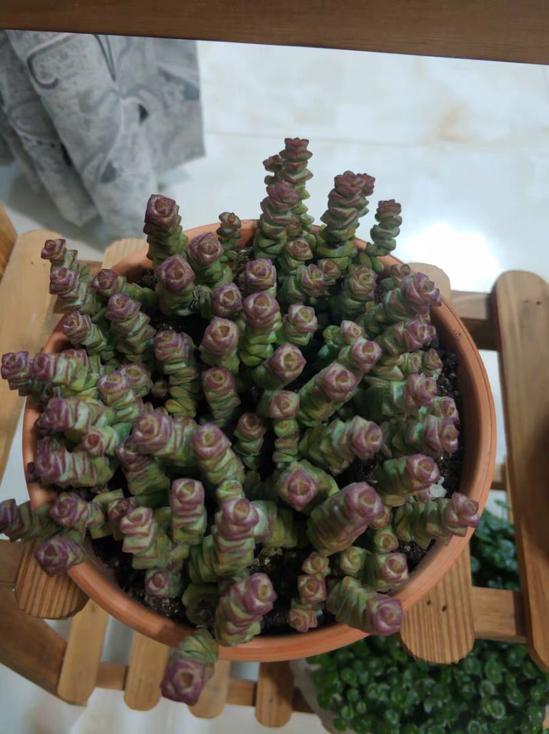 钱串8棵钱串子钱串星乙女六头钱串高6厘米多肉植物包邮