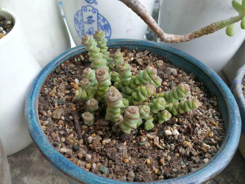 钱串8棵钱串子钱串星乙女六头钱串高6厘米多肉植物包邮