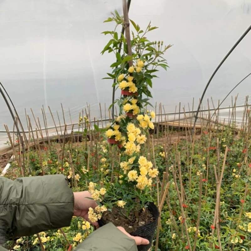 木香花苗四季开花爬藤蔷薇黄色木香花白色红色