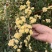 木香花苗四季开花爬藤蔷薇黄色木香花白色红色