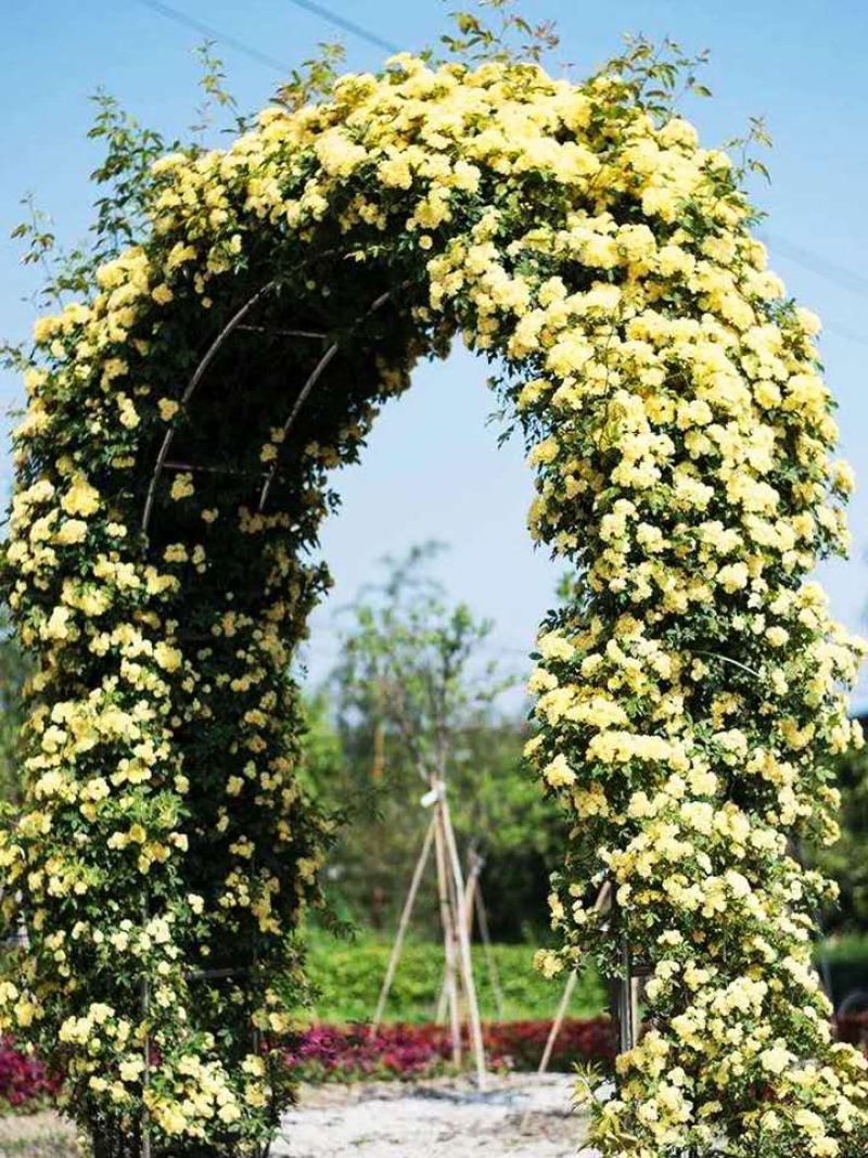 木香花苗四季开花爬藤蔷薇黄色木香花白色红色