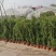 木香花苗四季开花爬藤蔷薇黄色木香花白色红色