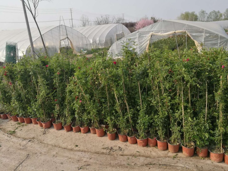 木香花苗四季开花爬藤蔷薇黄色木香花白色红色