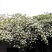 木香花苗四季开花爬藤蔷薇黄色木香花白色红色