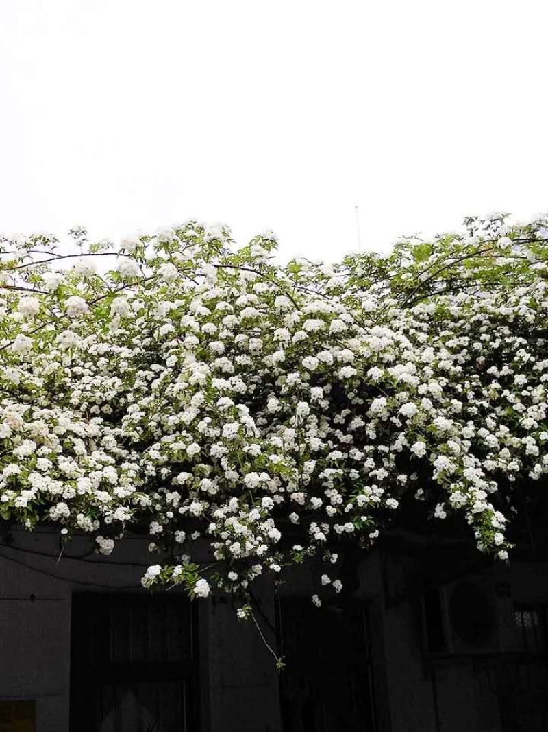 木香花苗四季开花爬藤蔷薇黄色木香花白色红色