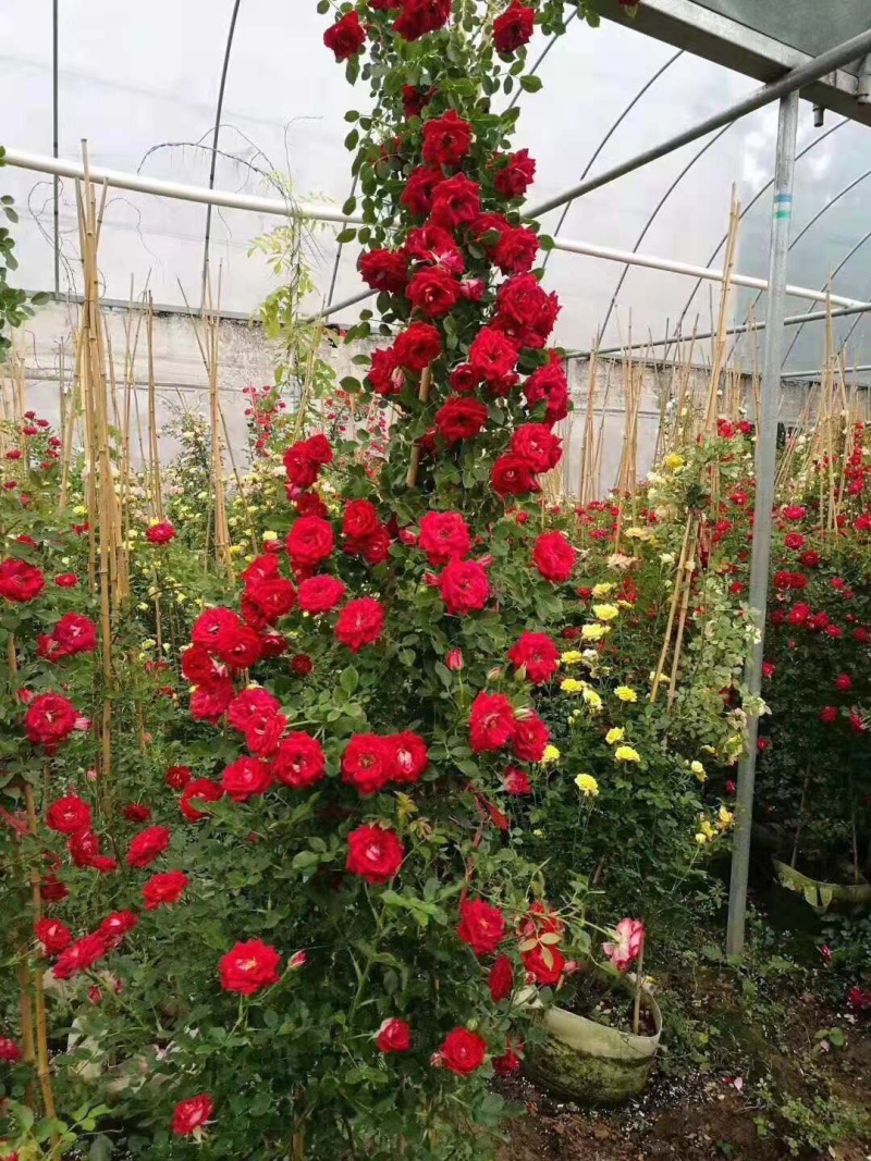 木香花苗四季开花爬藤蔷薇黄色木香花白色红色