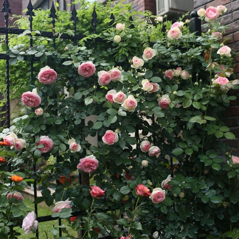 木香花苗四季开花爬藤蔷薇黄色木香花白色红色