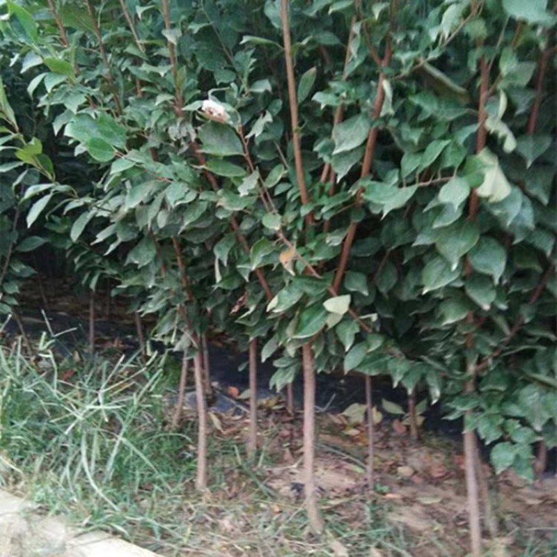 美人醉李子苗新品种嫁接苗基地直销