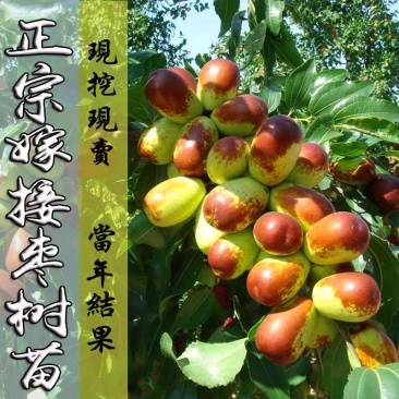 枣树苗嫁接盆栽地栽南方北方种植新疆大枣子苗雪栆梨枣沾化