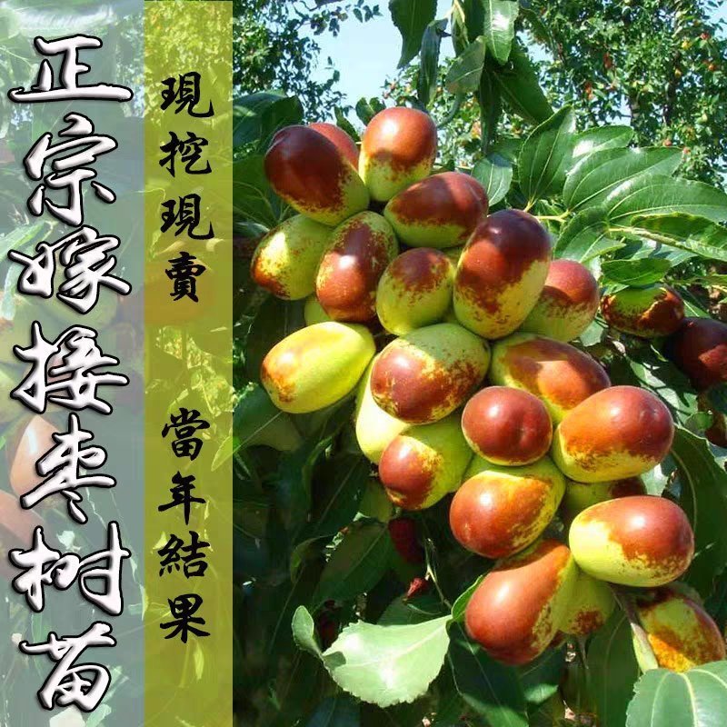 枣树苗嫁接盆栽地栽南方北方种植新疆大枣子苗雪栆梨枣沾化
