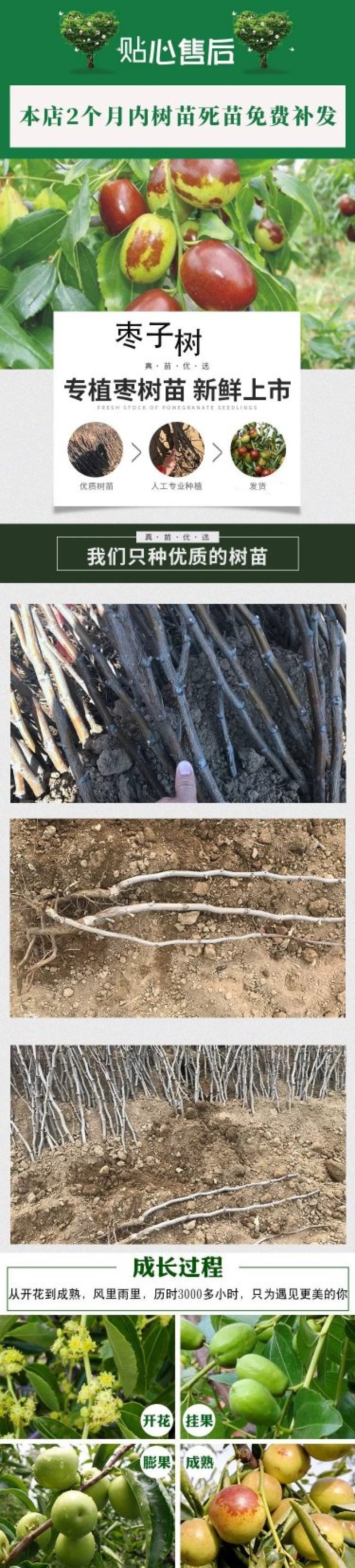 枣树苗嫁接盆栽地栽南方北方种植新疆大枣子苗雪栆梨枣沾化