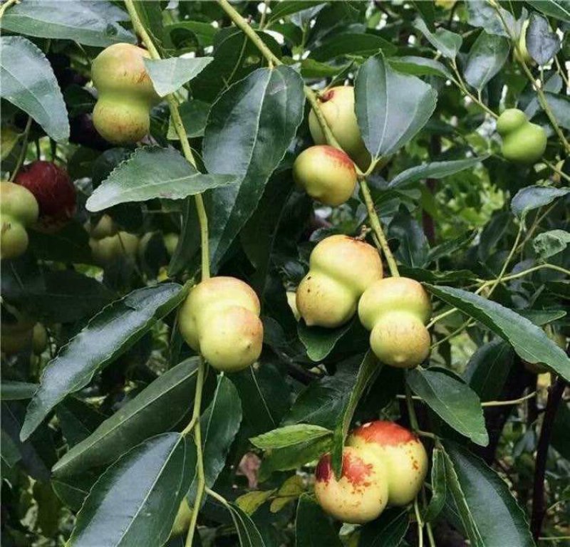葫芦枣树苗，基地直销，包技术包成活，可签订合同