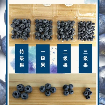 云南省红河州蒙自市岀售蓝莓(鲜果)