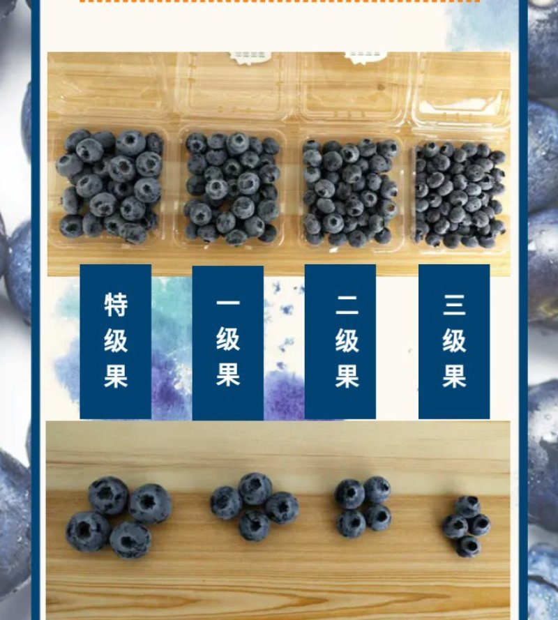 云南省红河州蒙自市岀售蓝莓(鲜果)