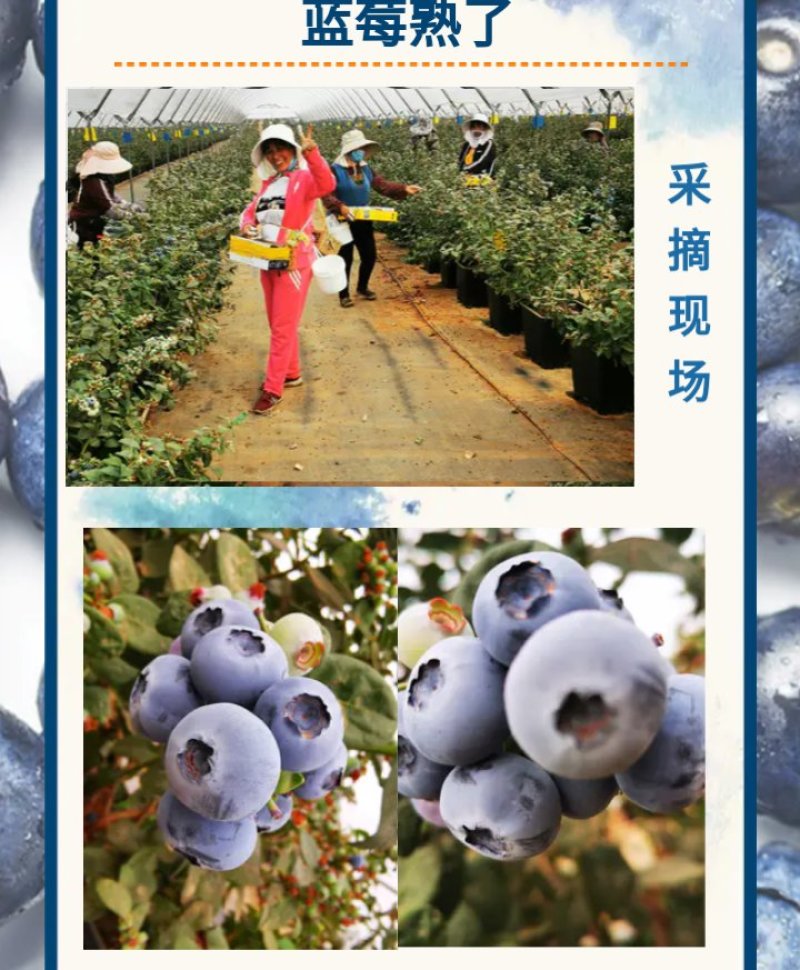 云南省红河州蒙自市岀售蓝莓(鲜果)