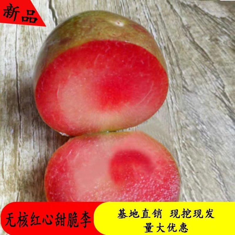 嫁接新品种无核红心甜脆李子苗口感好