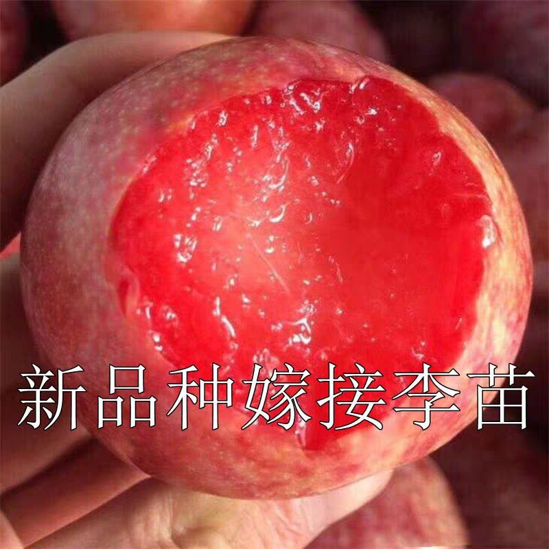 嫁接新品种无核红心甜脆李子苗口感好