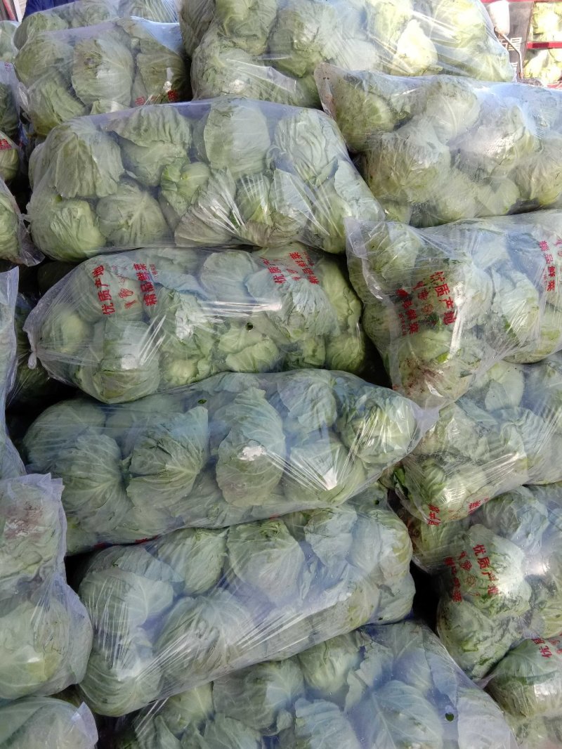 中甘21甘蓝《精品甘蓝》【产地供应】货源充足