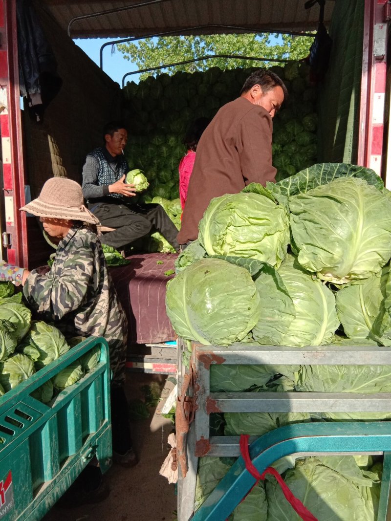 中甘21甘蓝《精品甘蓝》【产地供应】货源充足