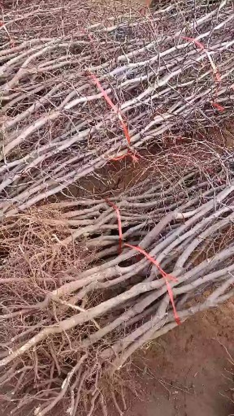 【枣树苗】冬枣雪枣金丝枣大青枣量大从优自家种植，保证质量