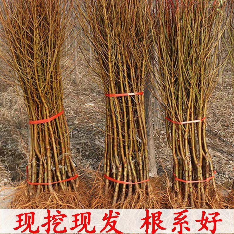 嫁接新品种无核红心甜脆李子苗口感好