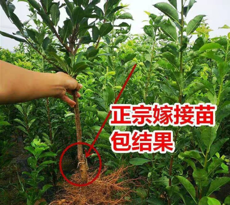嫁接新品种无核红心甜脆李子苗口感好