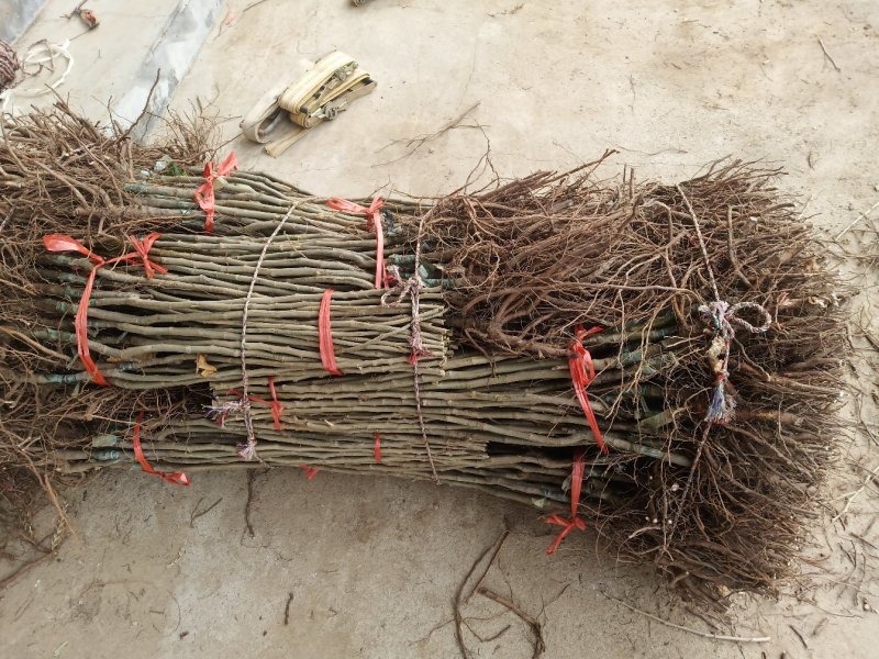 实力板栗苗50~80cm包品种包成活死苗补发免费包邮