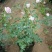欧月爬藤月季盆栽月季花苗四季开花树桩月季藤本树苗