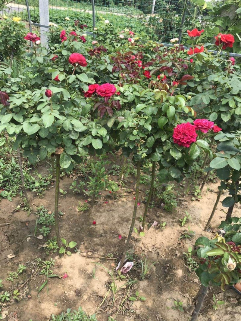 欧月爬藤月季盆栽月季花苗四季开花树桩月季藤本树苗
