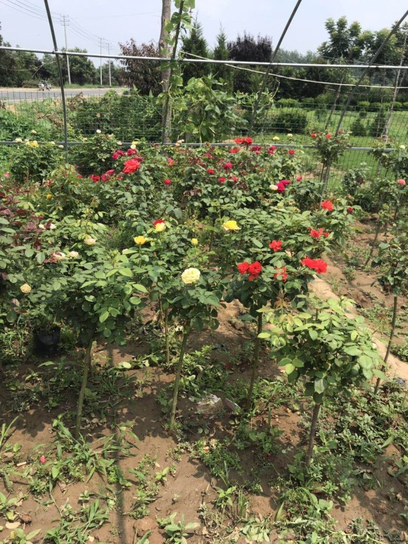 欧月爬藤月季盆栽月季花苗四季开花树桩月季藤本树苗