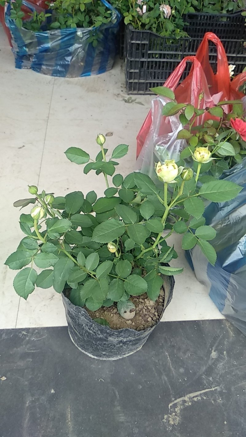 欧月爬藤月季盆栽月季花苗四季开花树桩月季藤本树苗